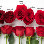 Сорта красных роз