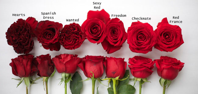 Flirty-Fleurs-Red-Rose-Color-Study