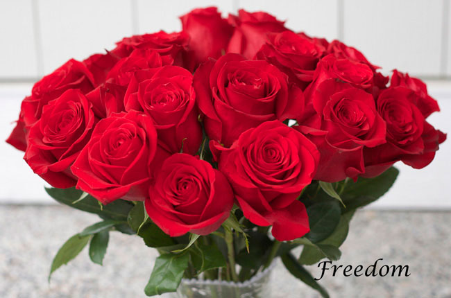Freedom-Red-Rose