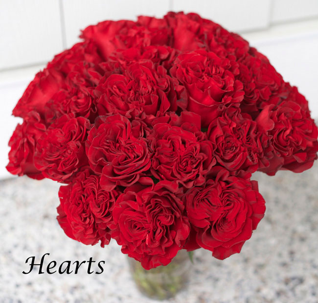 Hearts-Red-Rose-by-Nevado-Roses