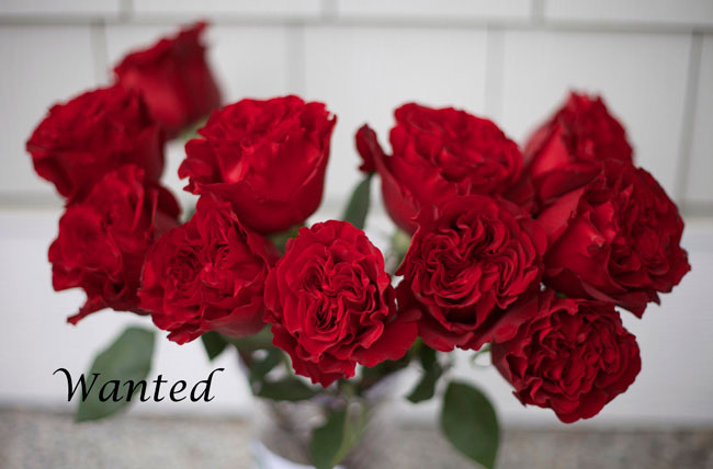 Wanted-Red-Rose-by-Alexandra-Farms