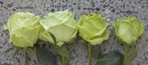 Сорта зеленых роз